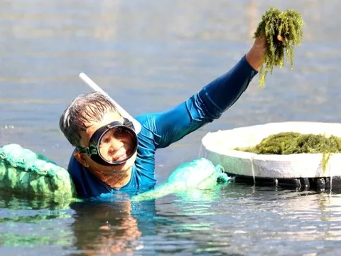Việt Nam có “mỏ vàng xanh” mọc dưới biển: Giàu dinh dưỡng, chứa hoạt chất giúp phòng ngừa ung thư