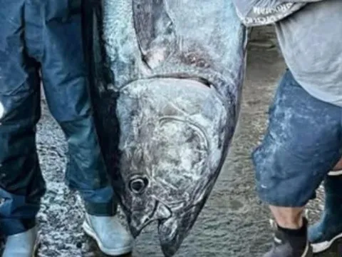 Câu được cá ngừ khổng lồ nặng 210kg, ngư dân liền bán với giá 70 triệu đồng