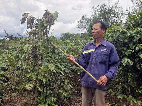 Ngăn chặn nạn bẻ cành, hái trộm cà phê