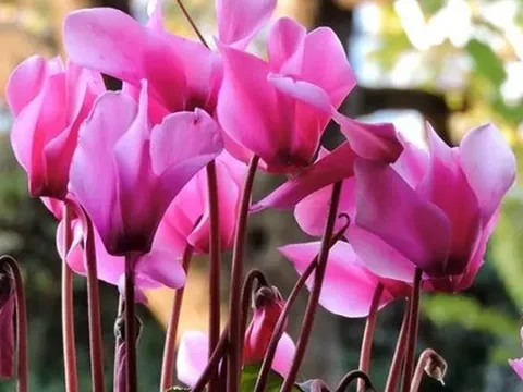 Không cần máy lọc khí: 10 loại cây đặt trong nhà mới giúp bay mùi sơn, hút sạch khí độc chỉ sau vài tuần