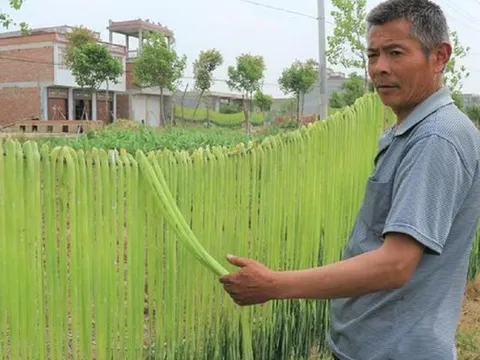 Loại rau trông như "nắm cỏ", xưa rẻ bèo nay lên tầm đặc sản giá nửa triệu/kg