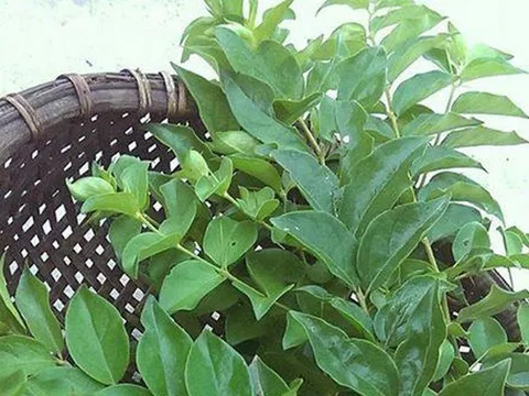 Cây dại ở bờ rào hóa "mỏ vàng", hái lá bán đều tay, thành đặc sản lạ nổi tiếng