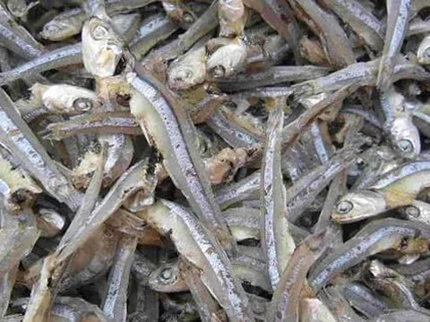 Loại cá được mệnh danh là "thức ăn cho cơm nhà nghèo", giá chỉ 10.000đ/kg, mình nhỏ nhưng cực nhiều chất