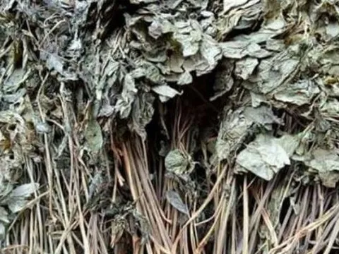 Loại lá đắt đỏ bậc nhất thế giới, chỉ có duy nhất ở Việt Nam, giá tới 150 triệu đồng/kg