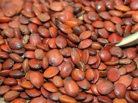 Thứ 90% người Việt bỏ đi không ngờ là "mỏ vàng", giá hơn 2 triệu đồng/kg