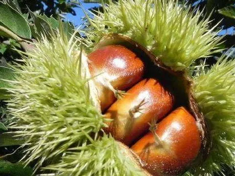 "Vua của trái cây khô" đang vào mùa, tốt ngang nhân sâm thuốc bổ, giá hơn 50.000 đồng/kg