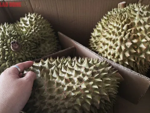 Giá sầu riêng hôm nay 20-10: Sầu riêng hết mùa, khan hiếm sao giá bất ngờ giảm sâu?