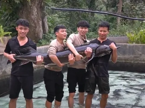 Cá tầm "15 năm tuổi" lớn nhất Việt Nam sắp được chào bán