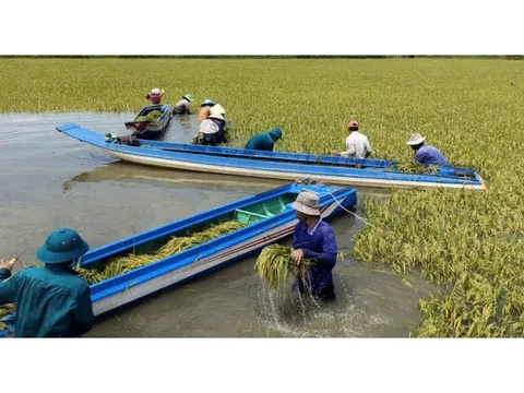 Tây Ninh: 2.000 ha lúa ở một xã đứng trước nguy cơ bị lũ uy hiếp