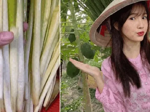 Rau mọc bờ bụi giờ thành đặc sản miền Tây: Giá đắt hơn thịt, 120.000 đồng/kg vẫn nườm nượp người mua