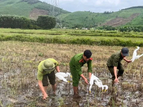 Thứ kỳ lạ giữa cánh đồng khiến ai cũng sững sờ ở Quảng Trị