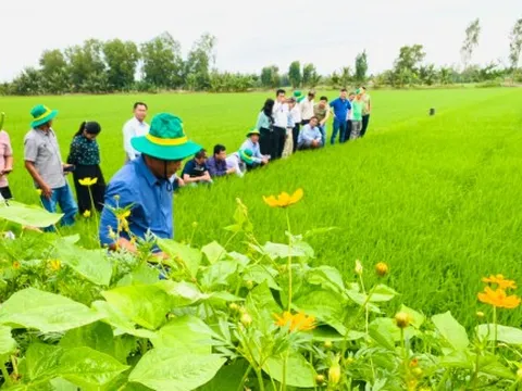 Sản xuất xanh để đưa nông sản xuất ngoại, bán được giá cao