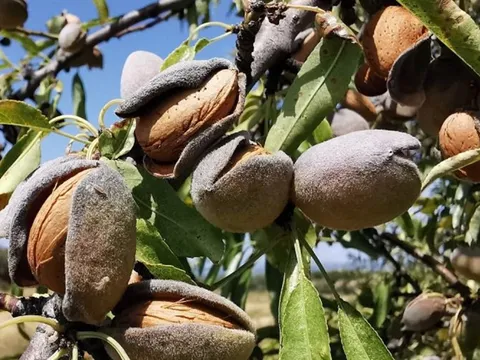 Loại hạt được đánh giá "tốt bậc nhất thế giới", ở Việt Nam trồng bạt ngàn