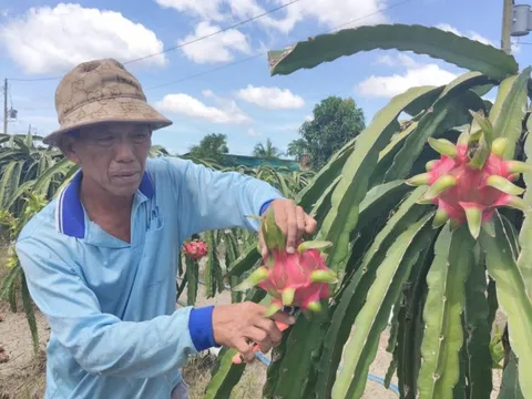 Giá nông thủy sản miền Tây: Trái thanh long "bán rẻ như cho" tại vườn