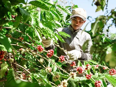 Vụ cà phê kết thúc "như mơ", nhưng...