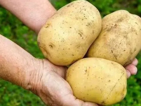 Khoai tây tươi ngon suốt nhiều tháng nếu được rắc thứ này lên trên