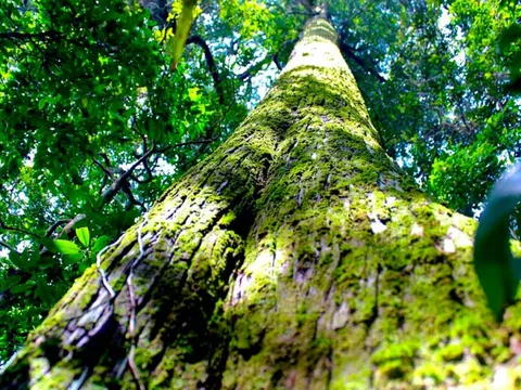 “Báu vật” 2.000 năm tuổi nằm giữa lõi rừng nguyên sinh Pù Mát