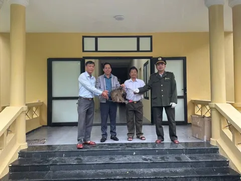 Không mời mà đến, "vị khách lạ" bị bắt giữ giao kiểm lâm
