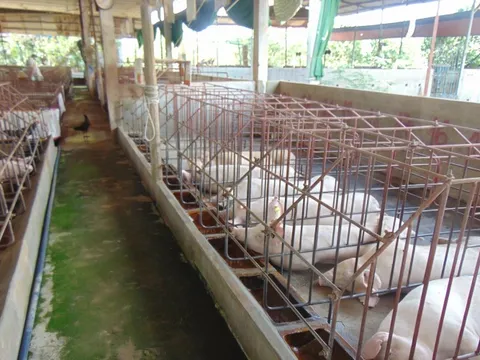 Giá heo hơi hôm nay, 28-10: Tăng mạnh ở nhiều địa phương