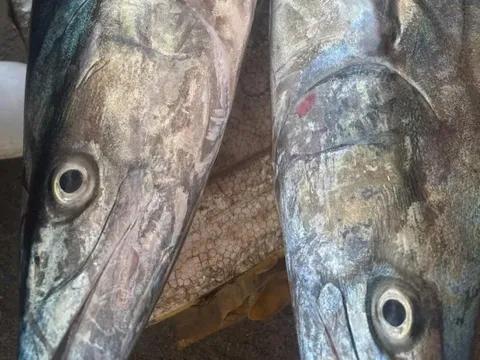 3 loại cá "tốt hơn cả cá hồi", chợ Việt bán nhiều vô kể