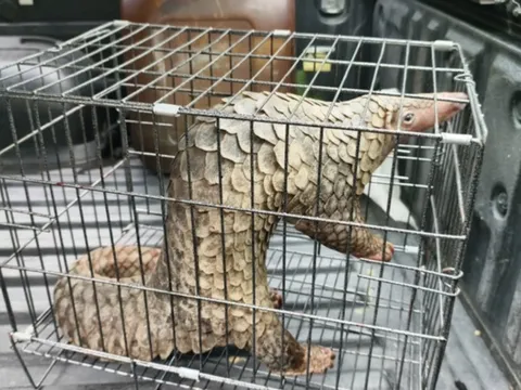 Thấy con vật trong sách đỏ bò giữa đường TP.HCM, người đàn ông lập tức làm ngay việc này!