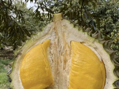 Quê hương của Musang King nhập khẩu sầu riêng Việt Nam để tiêu thụ nội địa