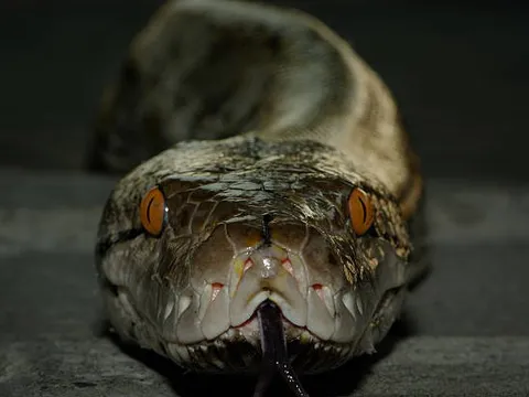 Loài rắn dài nhất thế giới, Việt Nam cũng có: Từng ghi nhận cá thể đạt gần 10 mét