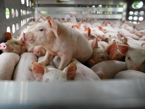 Đại gia nuôi heo thắng lớn, chi 2.700 tỷ vào bất động sản