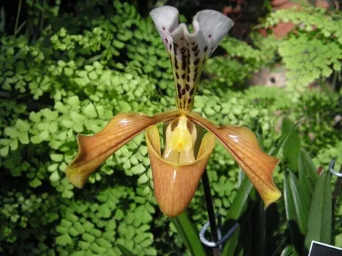 “Kho báu” giữa đại ngàn Tam đảo được mệnh danh là “đệ nhất vương giả”: Chỉ Việt Nam có