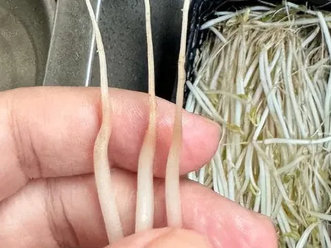 4 loại rau ở chợ thường bị “tắm thuốc” cho đẹp mắt, người bán không dám ăn, nhiều người lại thích mua