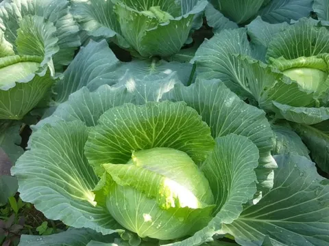 Loại rau quen thuộc, có nhiều vào mùa đông giá lại rẻ, giúp xương khớp khỏe mạnh