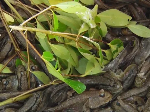 Giá nông thủy sản miền Tây: Loài cá biết leo cây ở Cà Mau hơn 300.000 đồng/kg