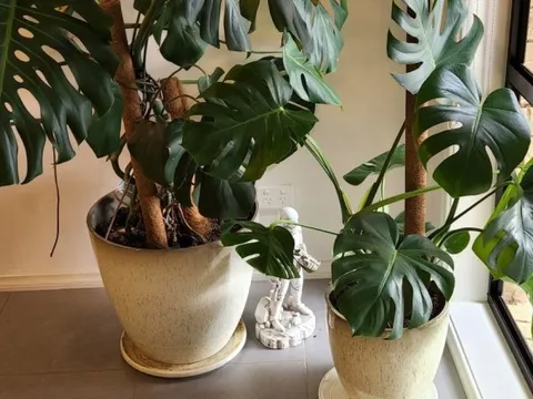 6 loại cây siêu hút ẩm, cứu nhà khỏi ẩm mốc mùa mưa