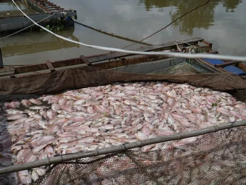 Hình ảnh cá diêu hồng chết trắng trong bè trước ngày xuất bán ở Cần Thơ