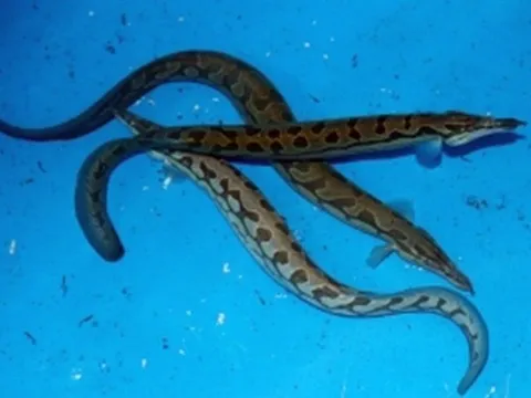 Cá ngọt như mì chính, được ví là “sâm dưới nước”, nuôi ở nơi đặc biệt giúp nông dân thu gần 1 tỷ đồng mỗi năm