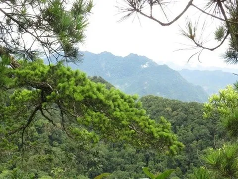 6 loài cây hạt trần quý hiếm có nguy cơ tuyệt chủng tại 1 khu rừng ở Thanh Hóa