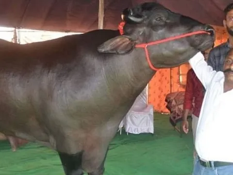 Con trâu màu đen giá 70 tỷ, anh nông dân vẫn "chưa ưng bán"