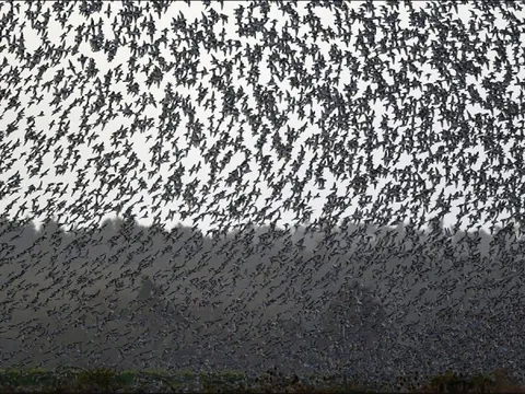 Hàng triệu con chim có hành vi lạ trên bầu trời, nhà khoa học cảnh báo: Dấu hiệu chẳng lành cho nhân loại