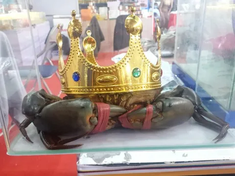 Tìm "vua cua" phục vụ sự kiện lớn sắp diễn ra tại Cà Mau