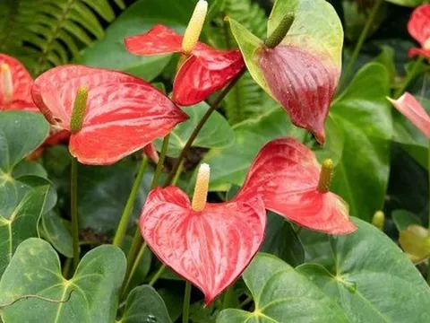 Loài cây giúp gia chủ "đổi vận": Cây càng thịnh người vượng, tình tài đỏ rực như son