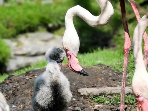 Kỳ tích hồng hạc con đầu tiên chào đời tại Thảo Cầm Viên sau 20 năm