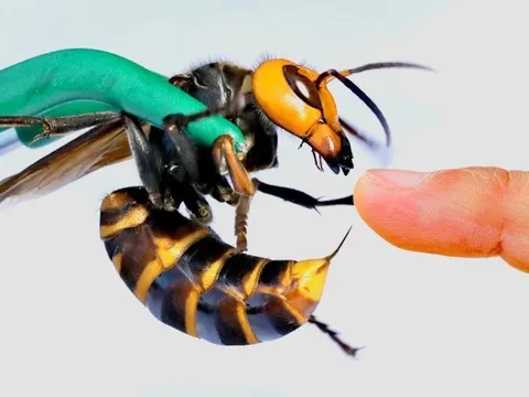 Vụ hai cha con Hiệu trưởng QSI tử vong vì ong bắp cày: Nguyên tắc sơ cứu sống còn khi gặp “sát thủ rừng xanh”