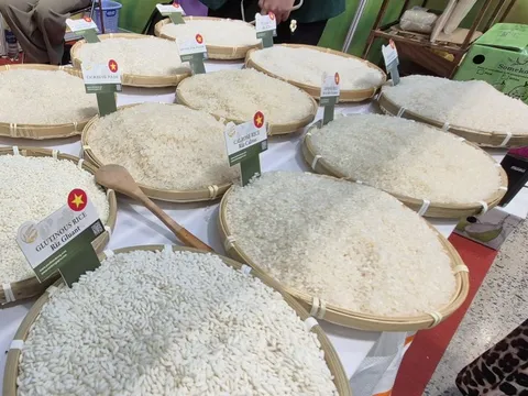 Chủ tịch VFA nói gì về việc Philippines dừng nhập khẩu gạo đến hết năm 2025?