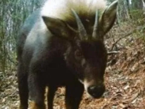 Loài vật quý hiếm bậc nhất hành tinh bất ngờ tái xuất sau 500.000 năm tuyệt tích