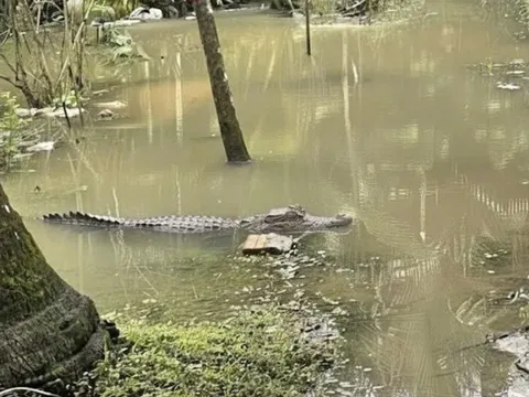 Chưa tìm thấy tung tích cá sấu 1,5 m từng xuất hiện sát nhà dân ở Cần Thơ