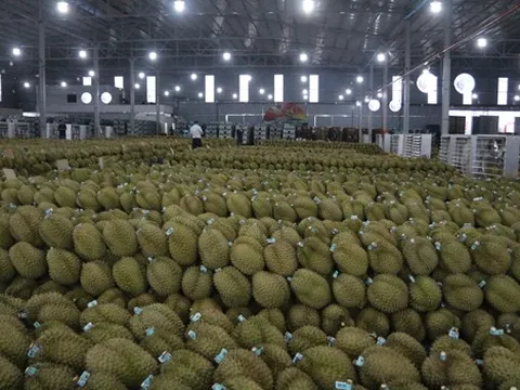 Sầu riêng Việt trước bài học lớn