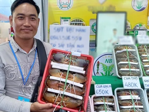 Lý do không phải ai cũng biết khiến cua Cà Mau được ưa chuộng