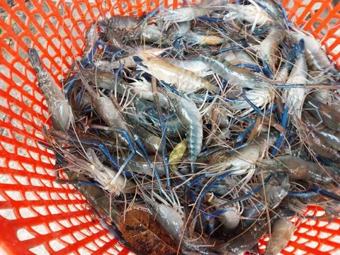 Người Trung Quốc chi cả tỷ USD đưa tôm Việt Nam lên bàn ăn