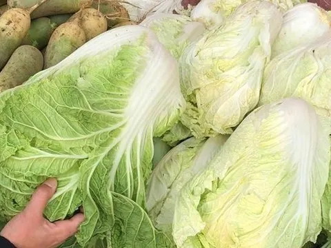 Đi chợ thấy 5 loại rau này thì "quay xe", dù người bán cho không cũng KHÔNG LẤY