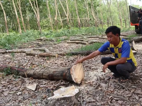 Hơn 300 tỉ đồng giải phóng mặt bằng làm cao tốc TP HCM - Thủ Dầu Một - Chơn Thành qua Đồng Nai